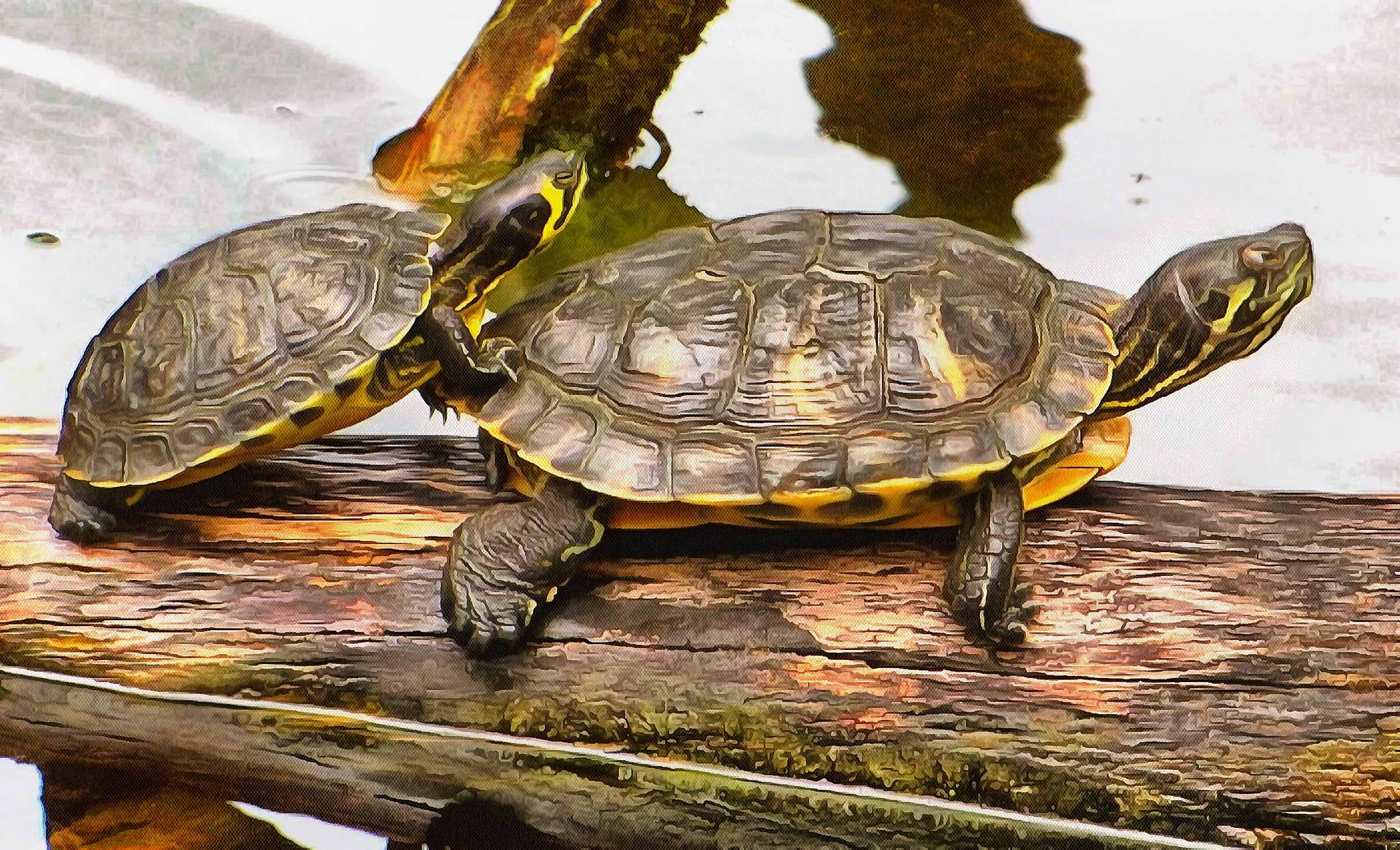 Черепахи пара. Красноухая Болотная черепаха. Полосатая иловая черепаха. Кумберлендская черепаха. Черепаха пресмыкающееся.