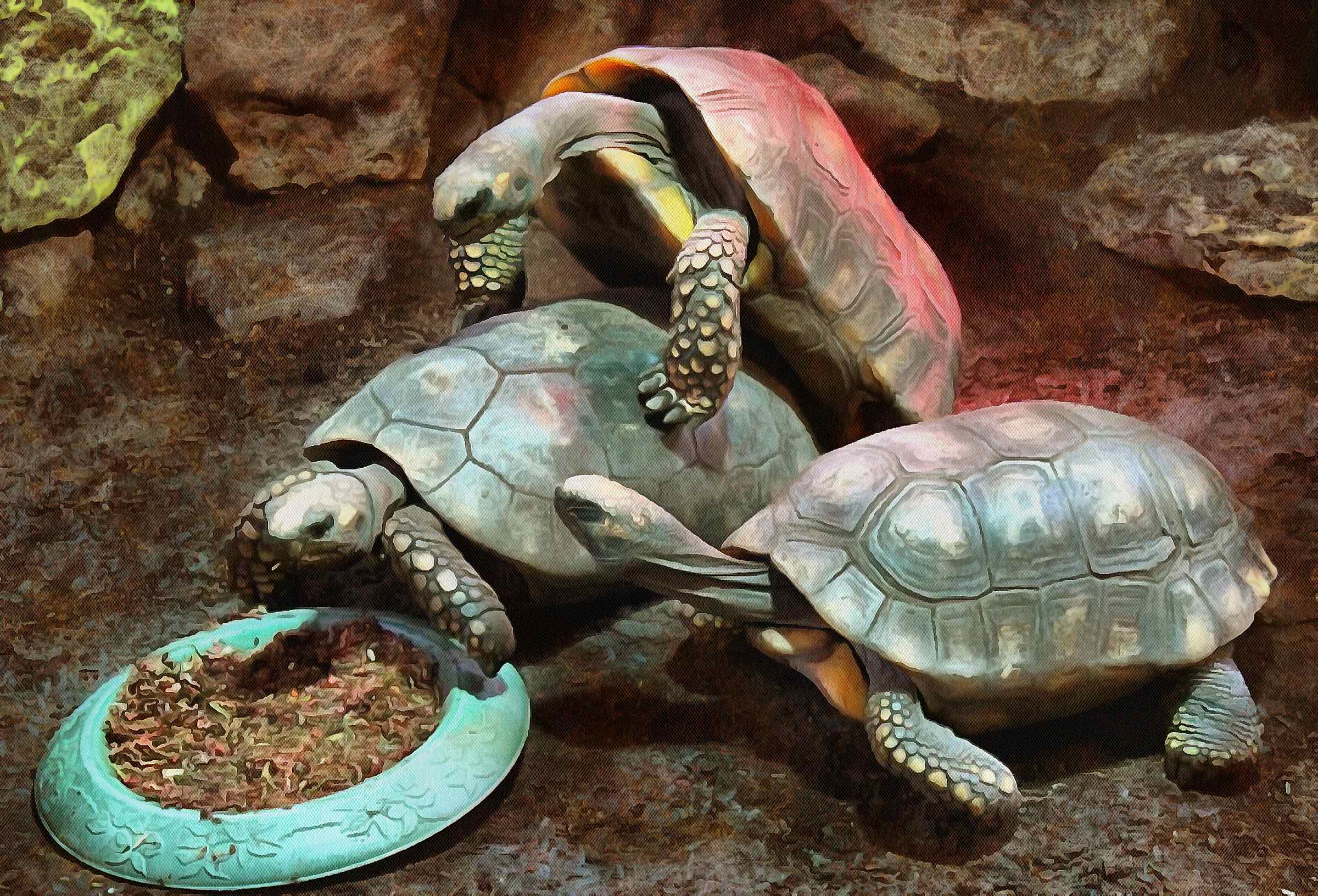 Черепаха приходит первой. Кумберлендская черепаха. Черепашка пресмыкающиеся. Розовая черепаха. Какуан черепаха.