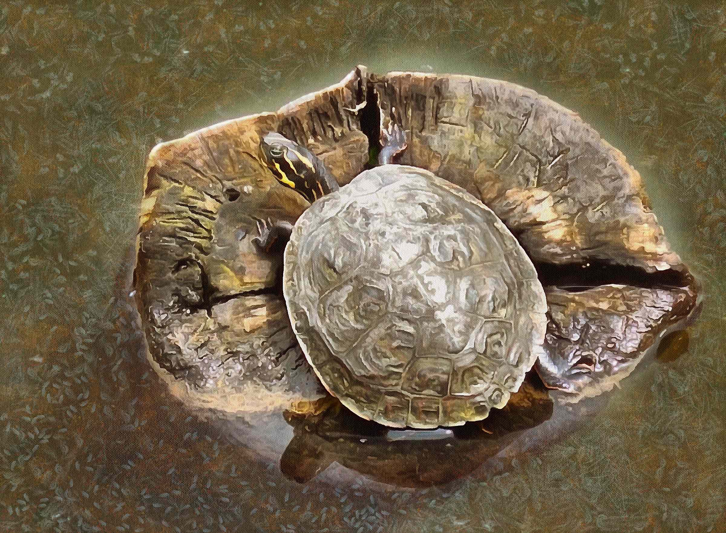 Turtle free images, Free Tortoise images, – free images turtles, tortoise public domain images, Turtle public domain images, Tortoise free!