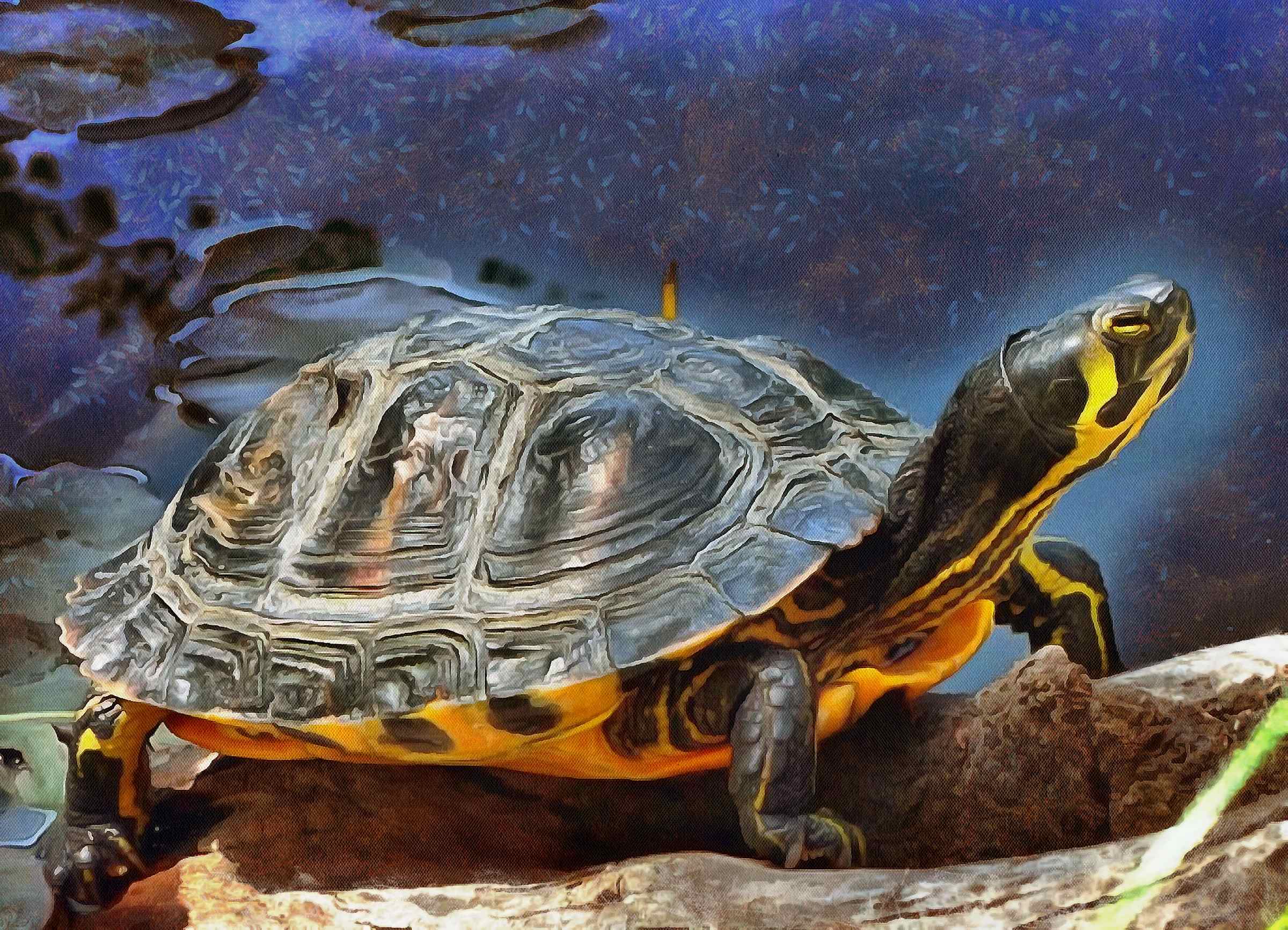 Turtle free images, Free Tortoise images, – free images turtles, tortoise public domain images, Turtle public domain images, Tortoise free!