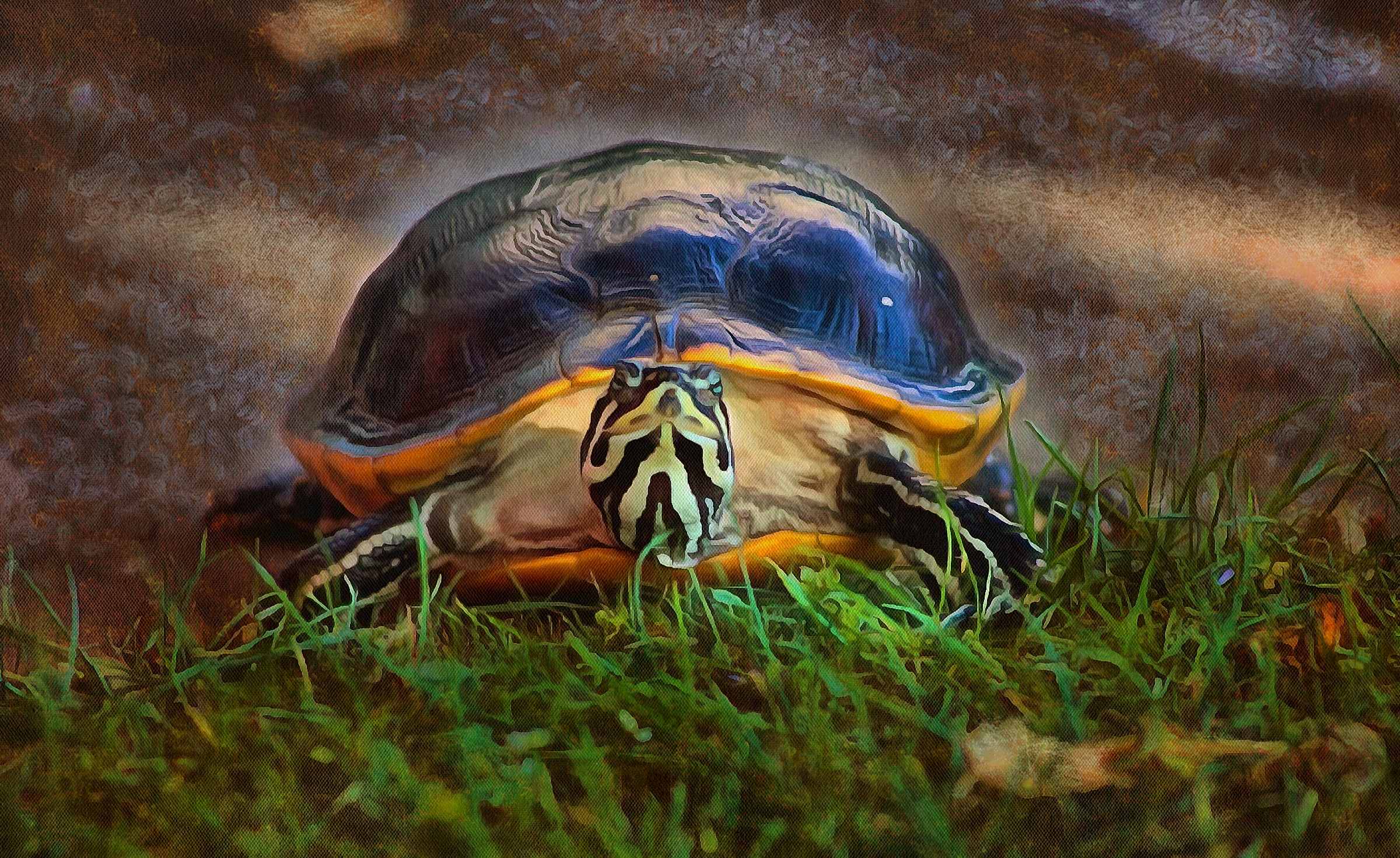 Turtle free images, Free Tortoise images, – free images turtles, tortoise public domain images, Turtle public domain images, Tortoise free!
