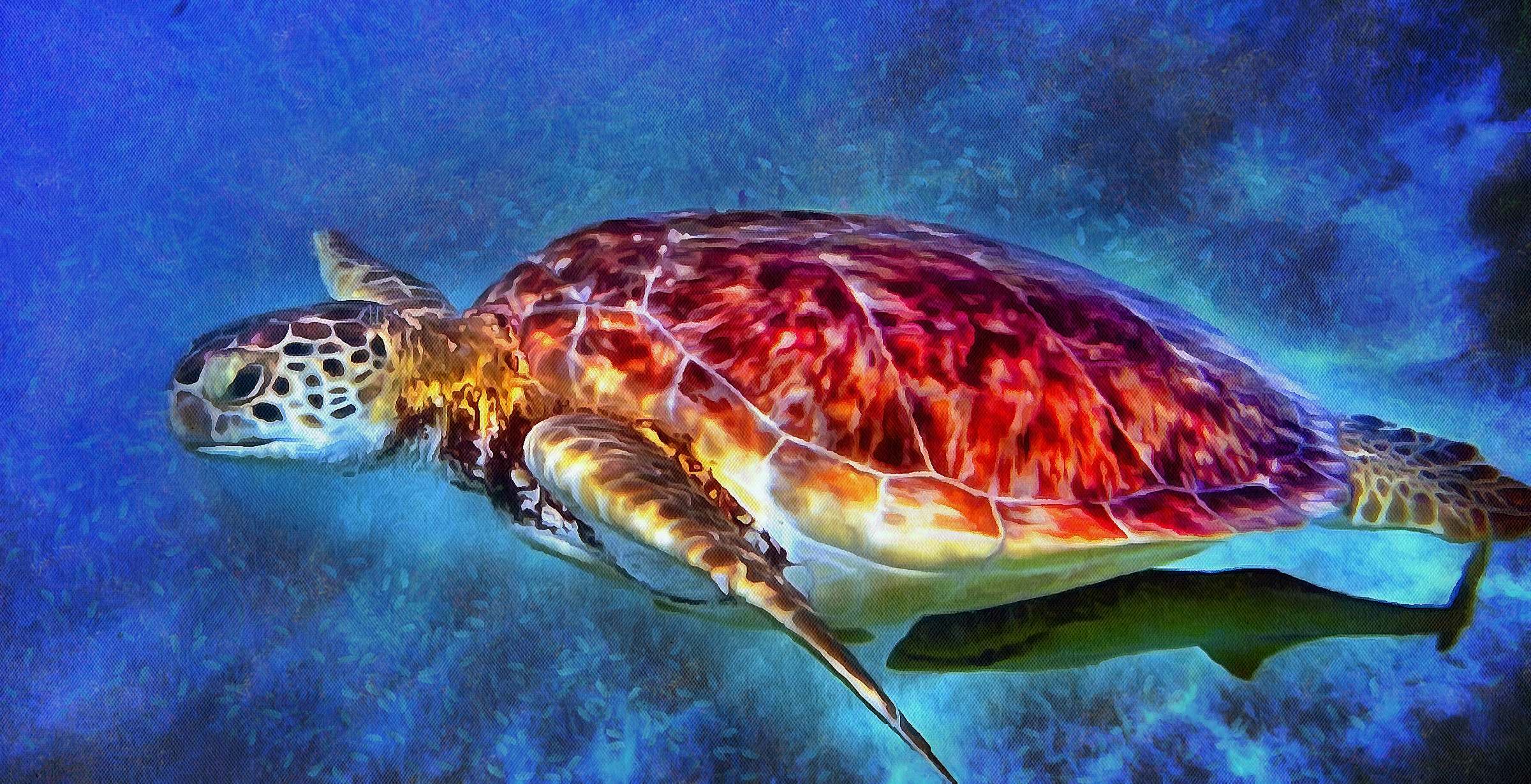 Turtle free images, Free Tortoise images, – free images turtles, tortoise public domain images, Turtle public domain images, Tortoise free!